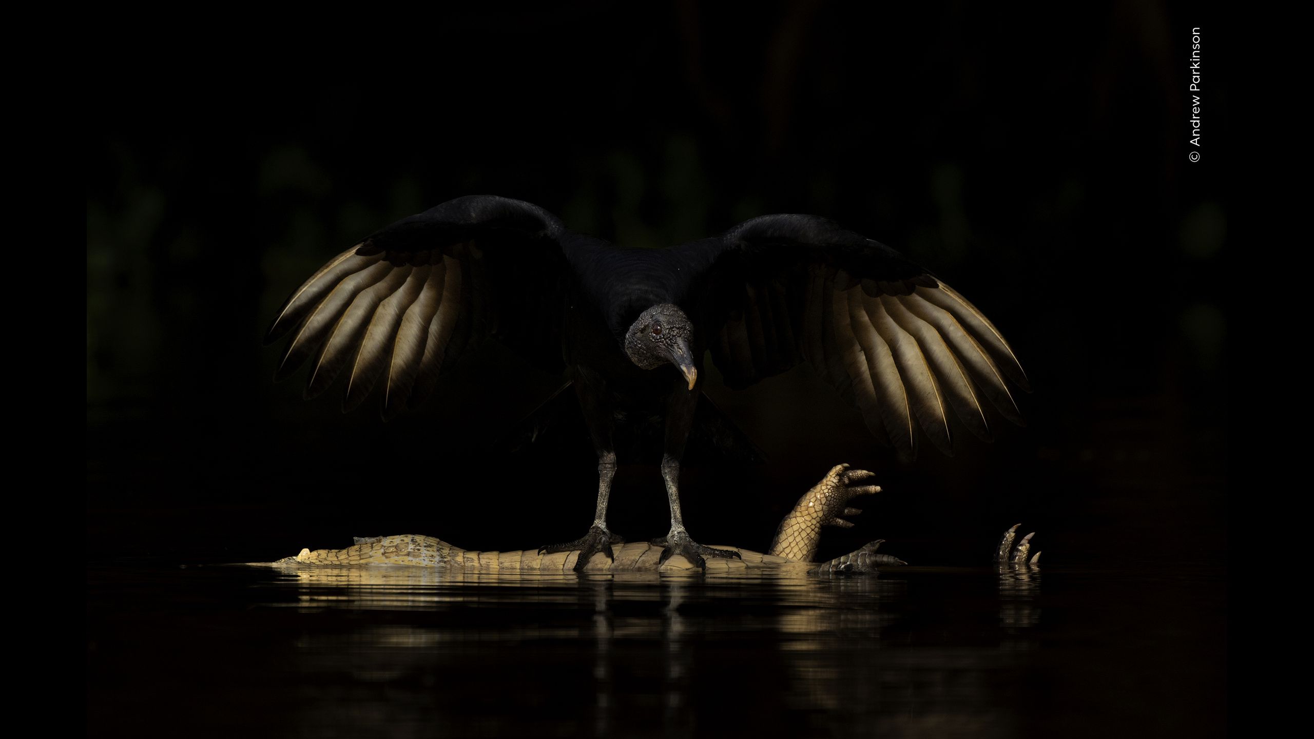 Wildlife Photographer of the Year 2026 shortlisted images
