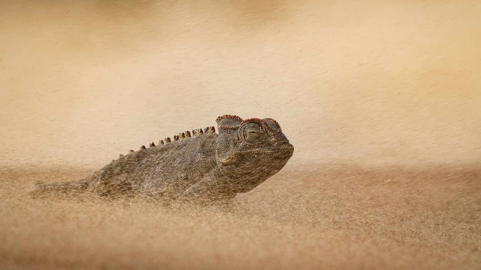 Wildlife Photographer of the Year 2026 sneak peek