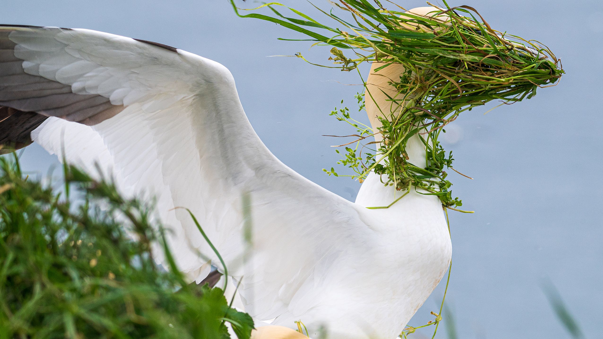 Comedy Wildlife Award winning gannet image