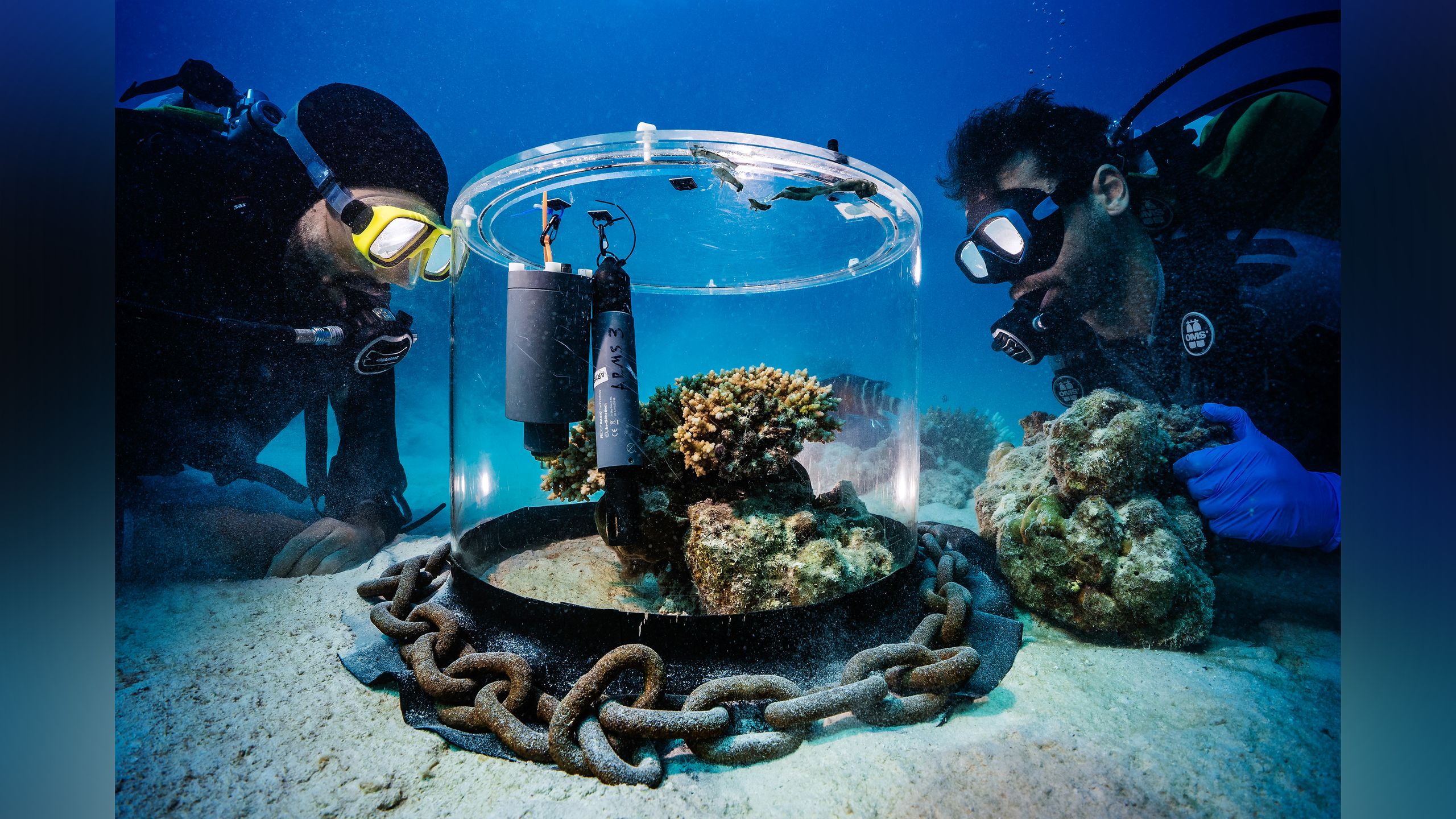 Award-winning underwater photograph of Red Sea coral conservation research, highlighting scientific photography applications