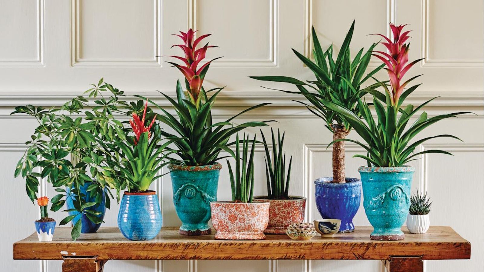 Collectible rare houseplants display