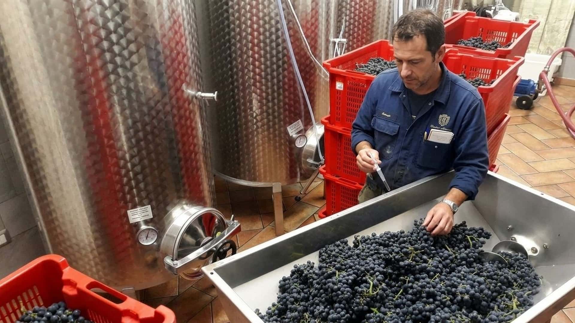 Italian wine cellar tanks filled with 2026 harvest