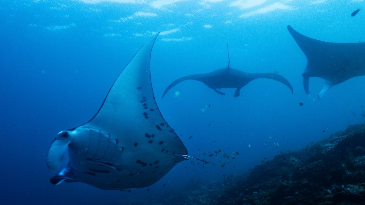 Nature protection funding shortfall