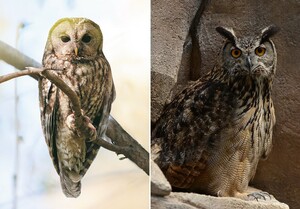 Guide on distinguishing between owls