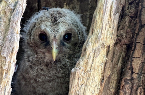 Baby Owl Discovered in Palgongsan