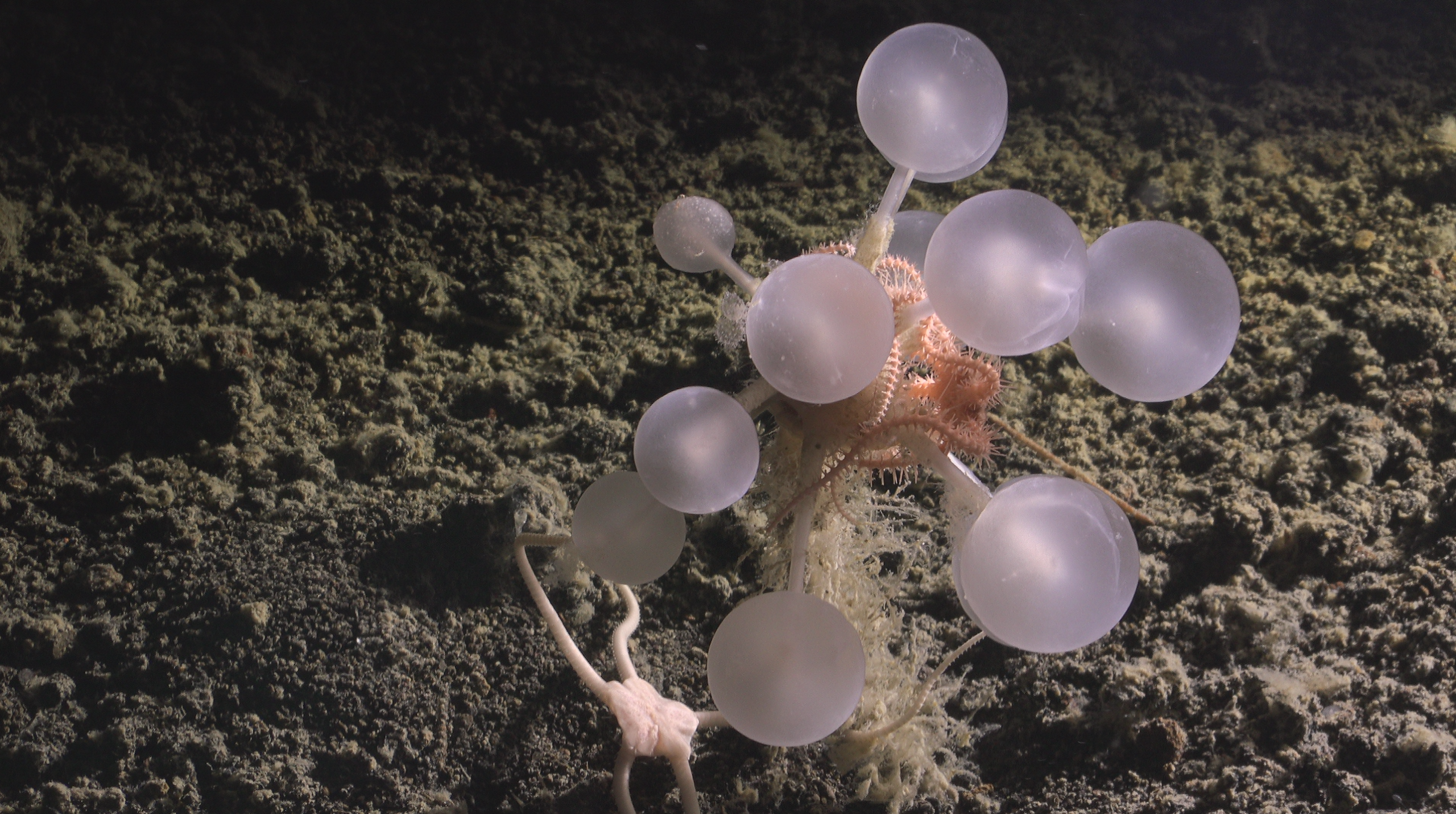 New species highlights from the Ocean Census 2025 annual report, including cave shrimp and deep-sea crustaceans