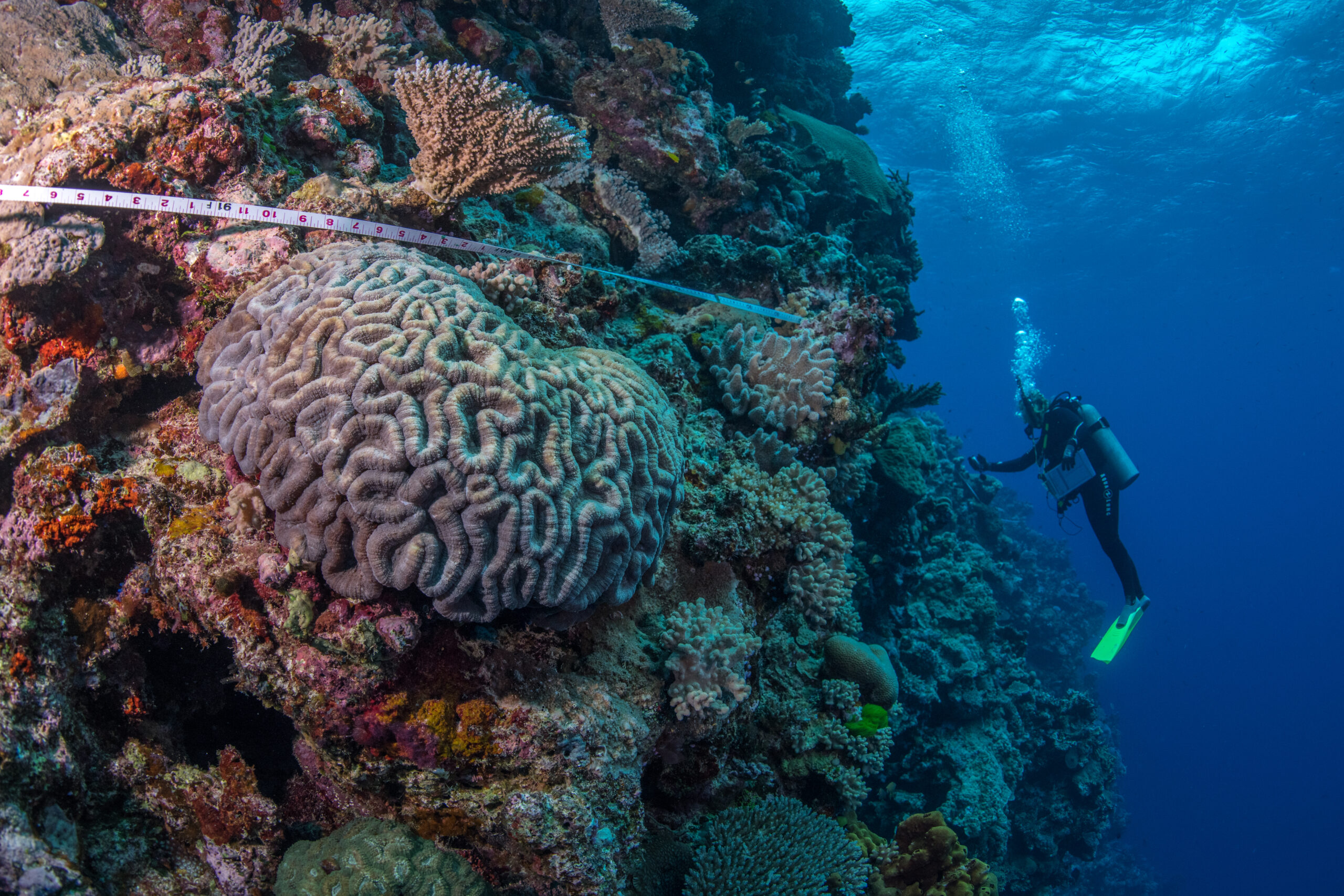 Resilient coral reef ecosystems in the Pacific showing signs of recovery and adaptation to warming conditions