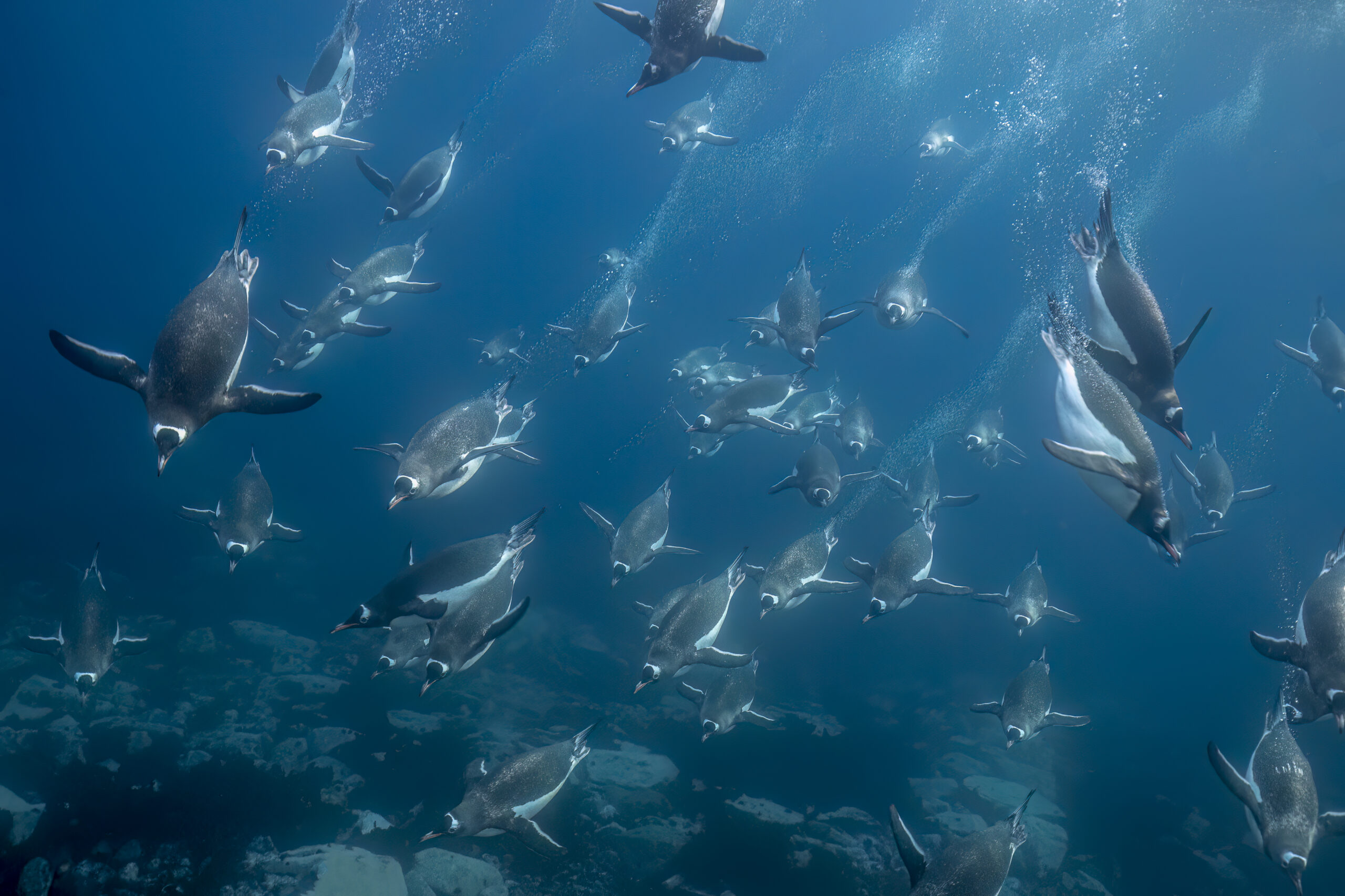 Southern Ocean seascape illustrating the krill boycott campaign