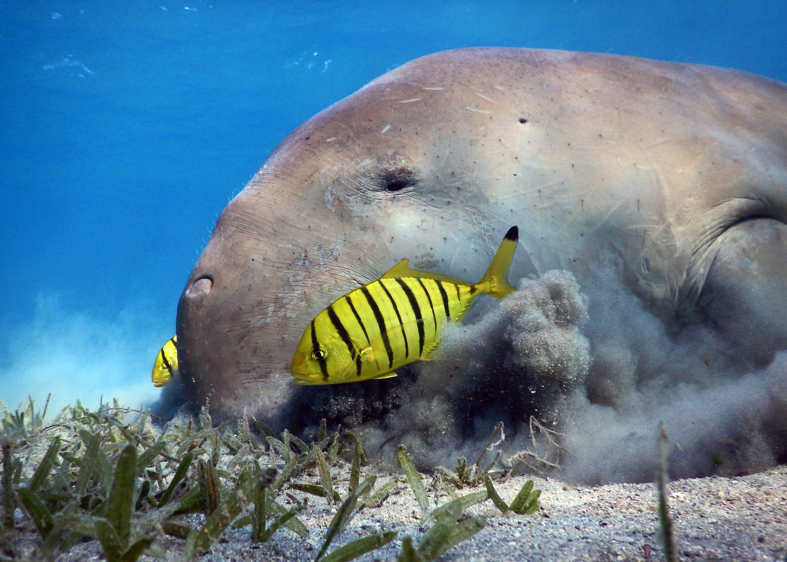 Wild animals like dugongs play an active role in climate regulation, per new peer-reviewed research
