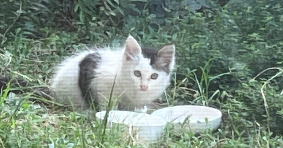 Rescued kitten showing significant growth