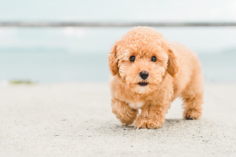 Popular dog breeds in Japan