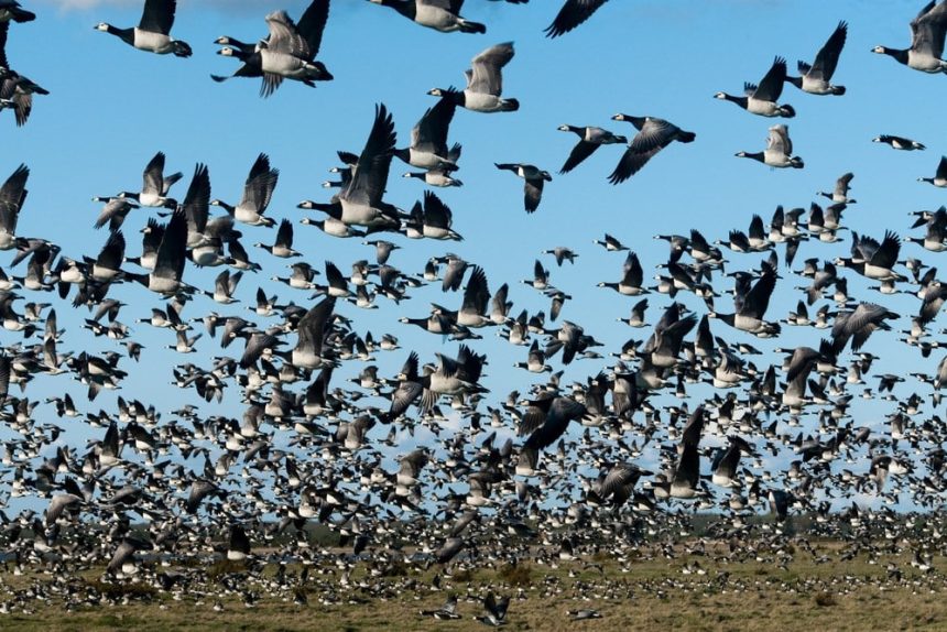 Migratory bird tracking data visualization