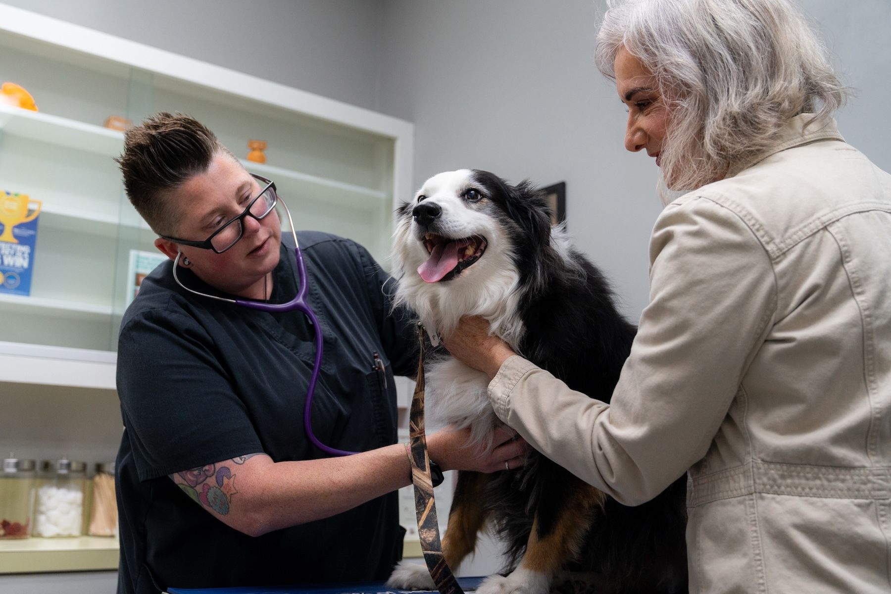 Senior dog at a veterinary clinic, the target patient group for the LOY-002 longevity drug