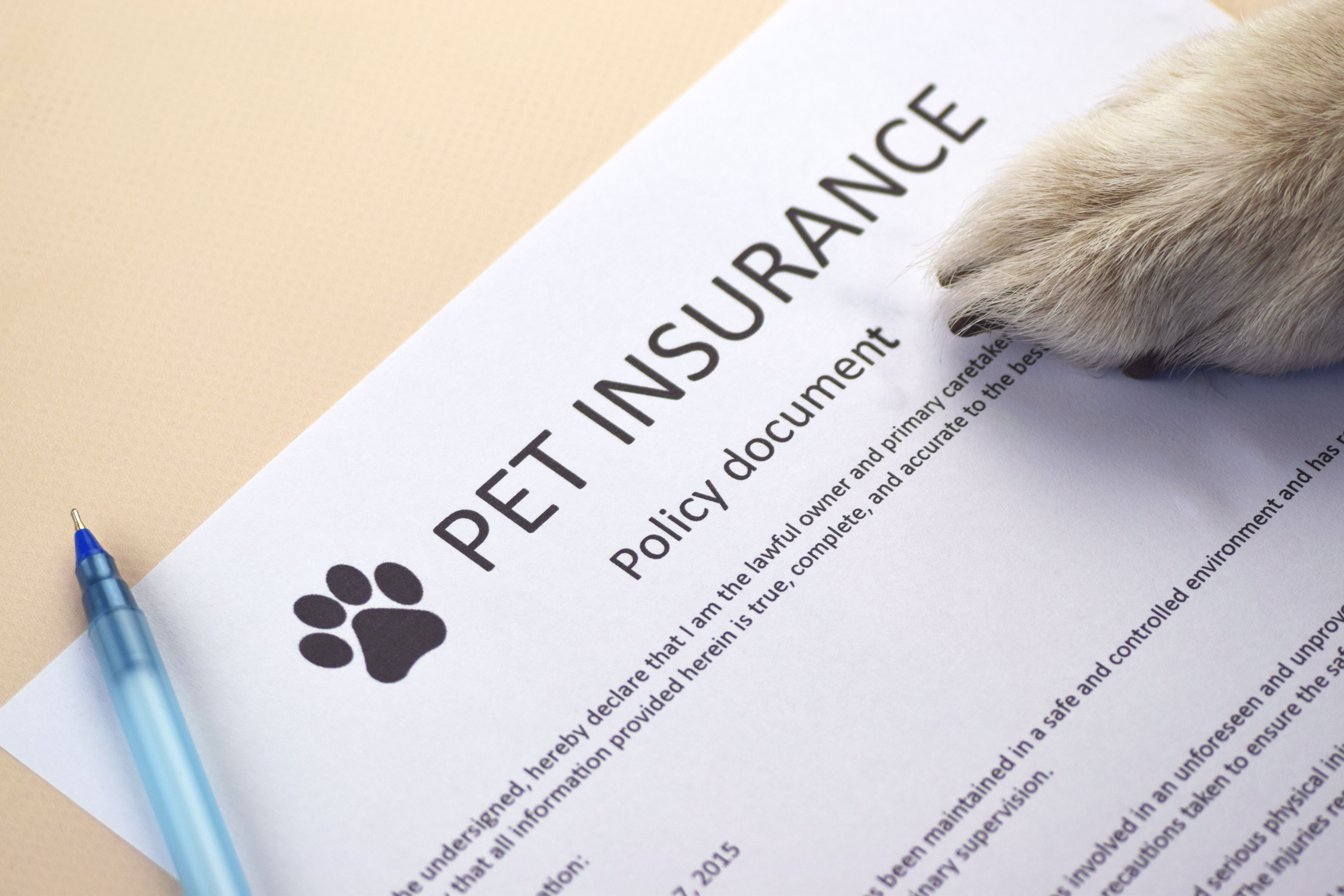Pet Insurance Enrollment Rises
