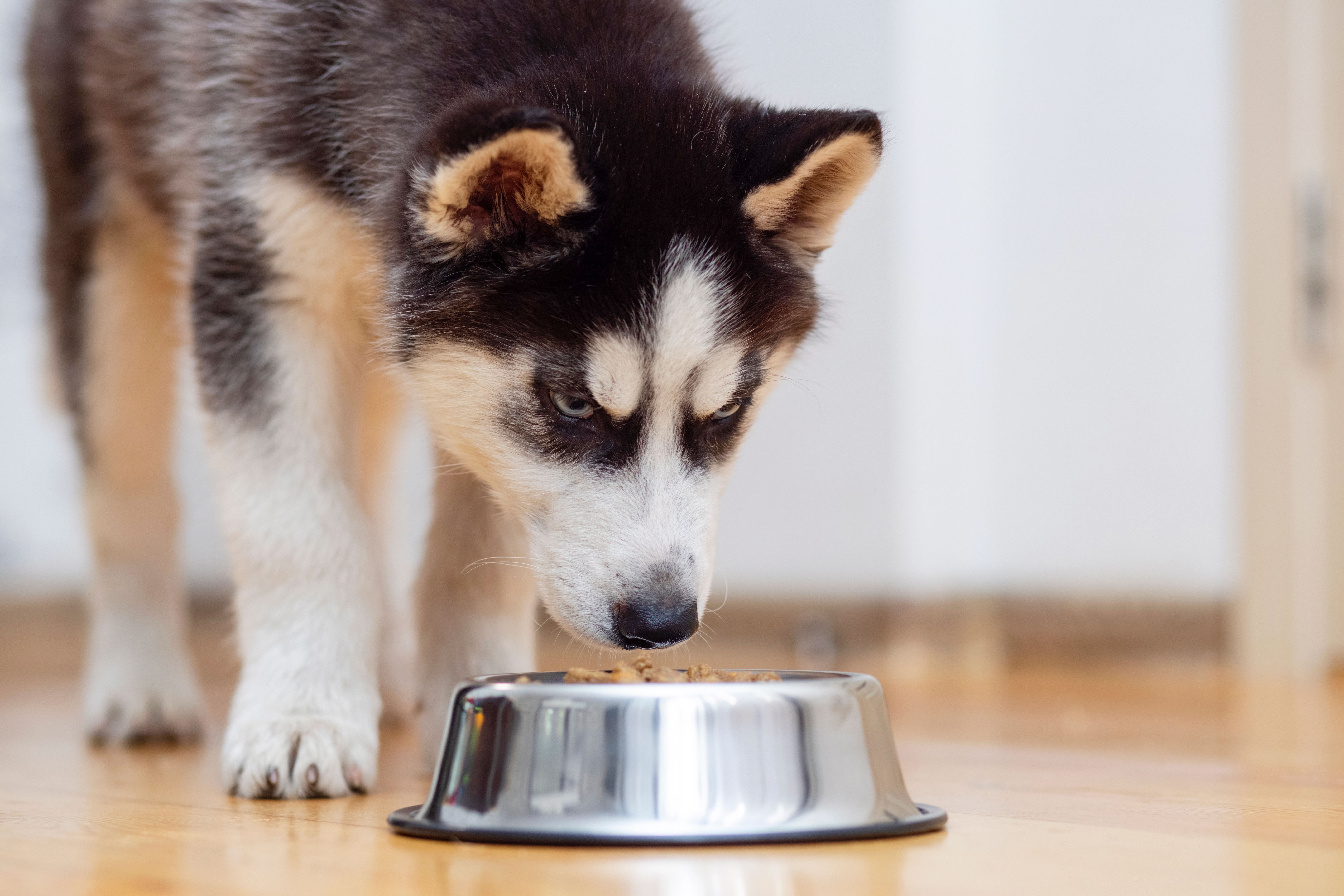 Image of dog food recall investigation