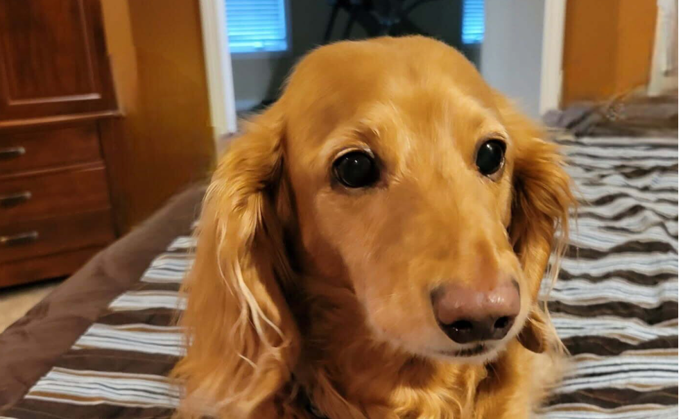 Clinical trial enrollment data for canine longevity drug study