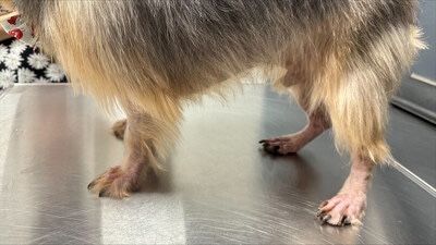 New canine atopic dermatitis monoclonal antibody injection Befrena from Elanco now launching