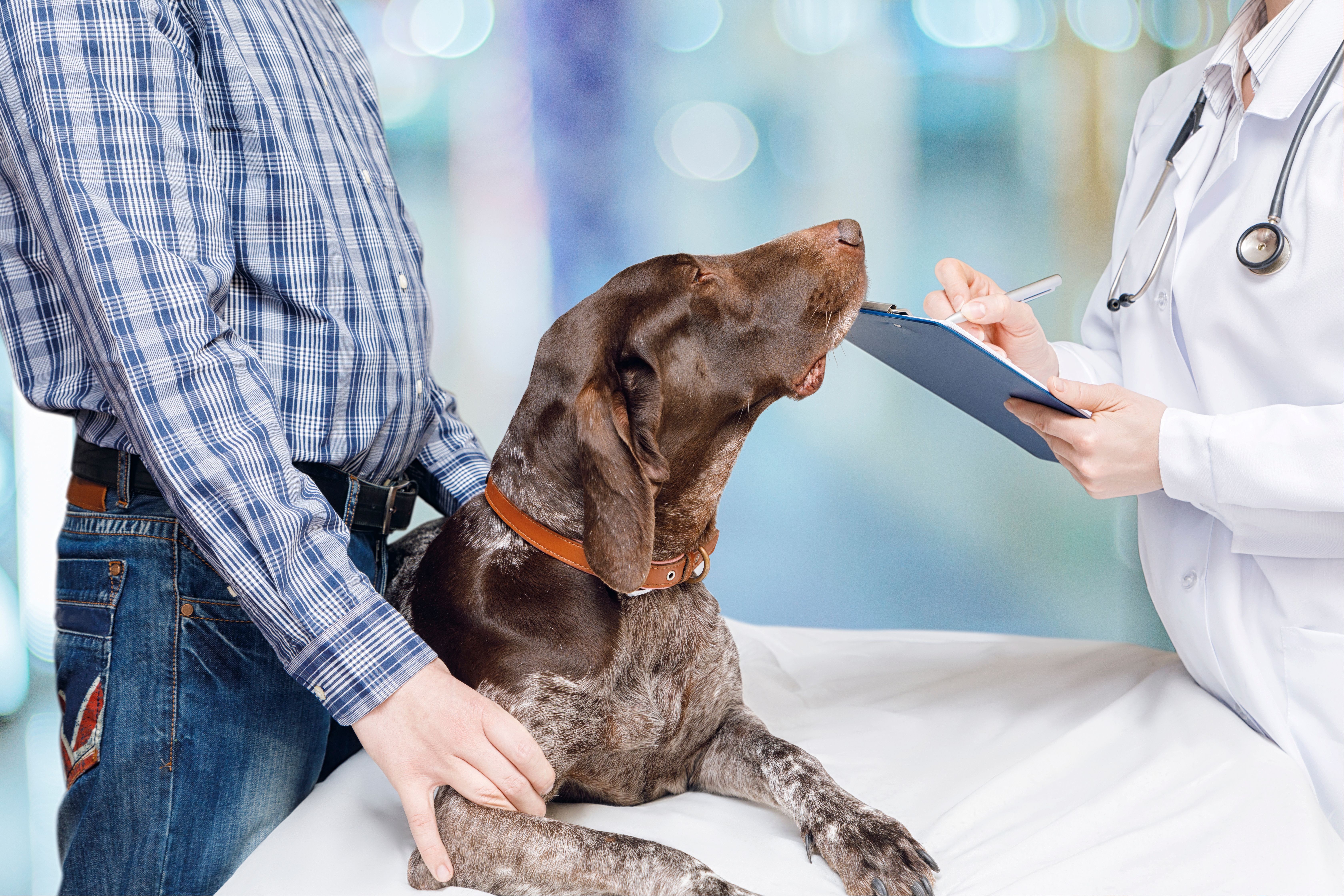 Screenshot of the dvm360 article regarding UK veterinary prescription fee caps
