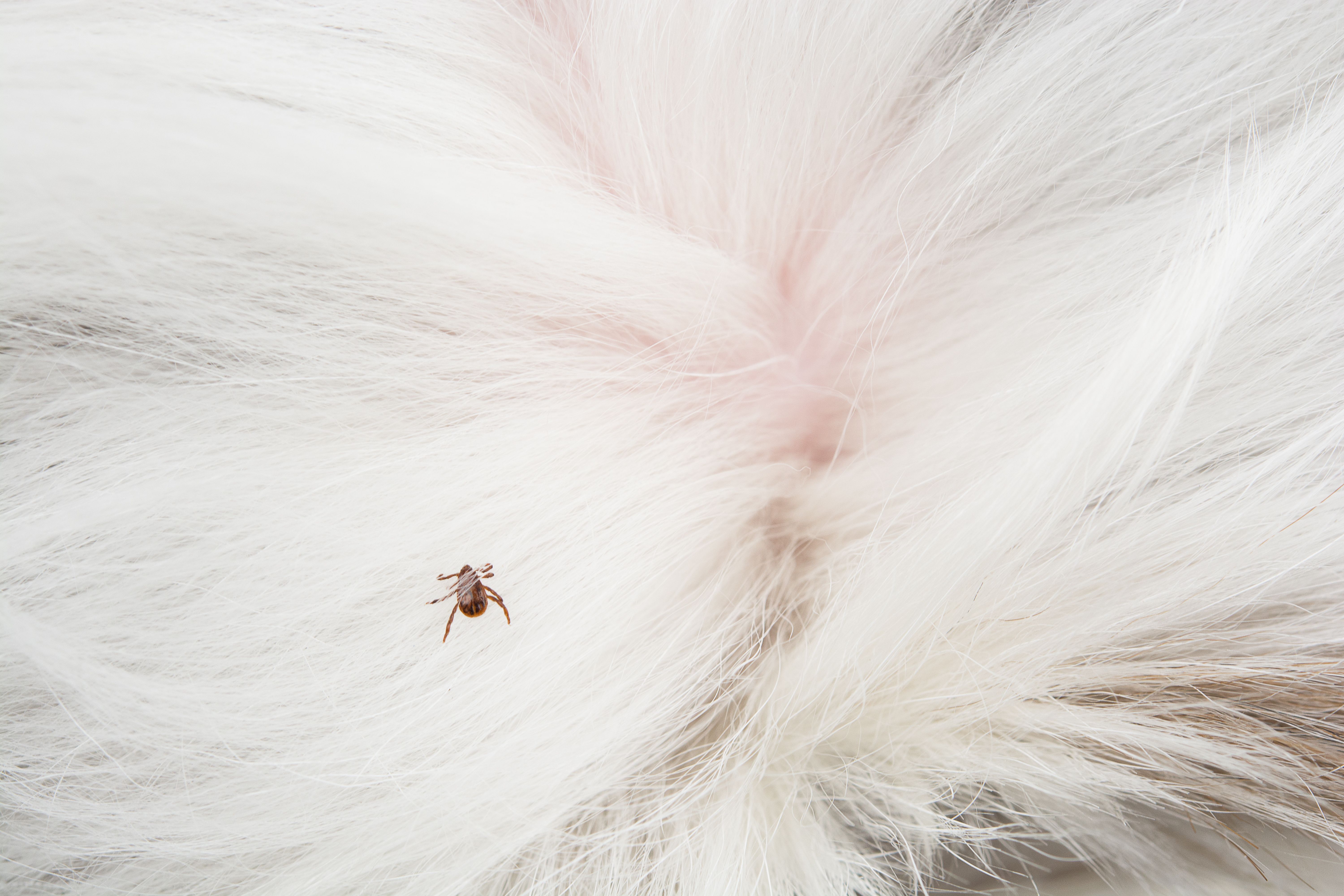 Image showing a veterinarian examining a dog's skin for allergies or ticks