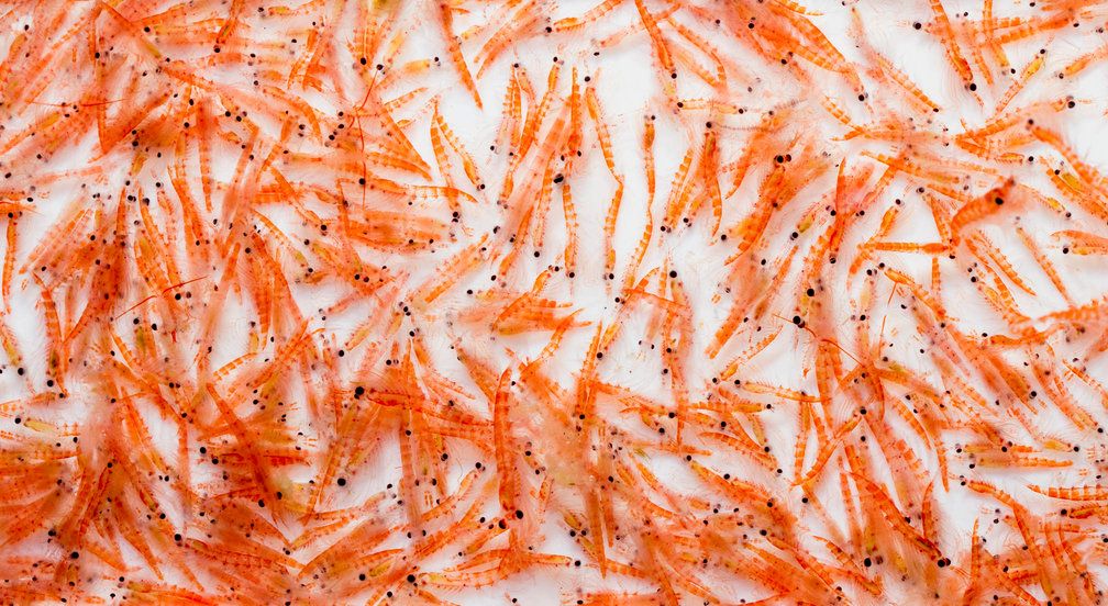 Aker BioMarine research and fishing vessels