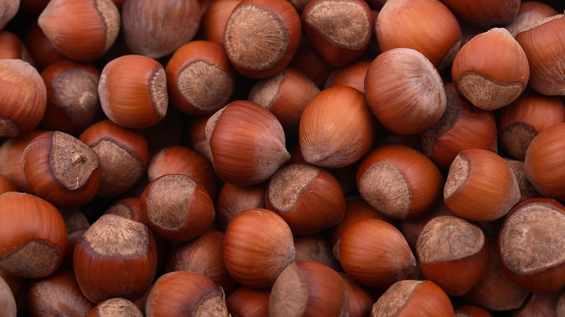 Hazelnut prices collapse to 140 TL in free market