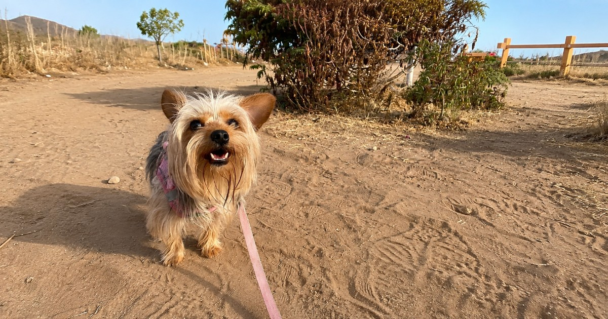Florida Pet-Friendly Cities Ranking