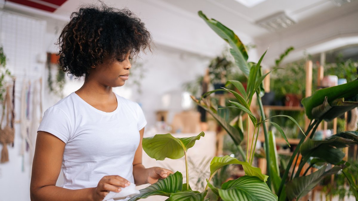 Illustration of fast-growing beginner houseplants