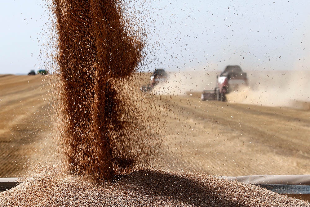 Russian grain harvest in Siberian agricultural region