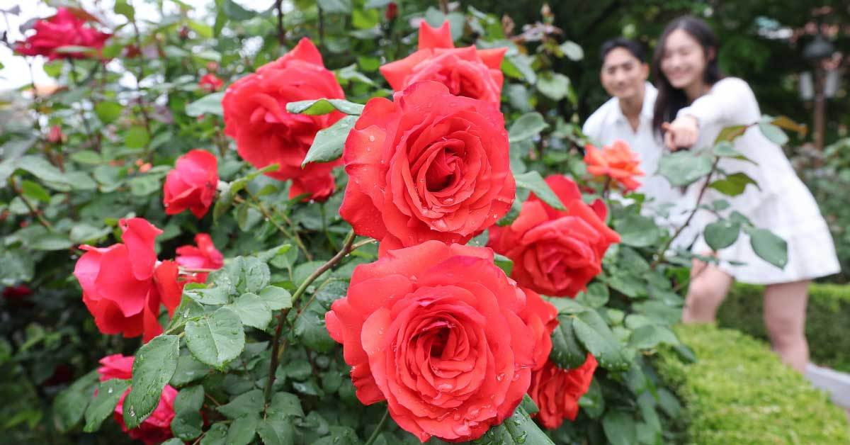 2026 Rose Festival image