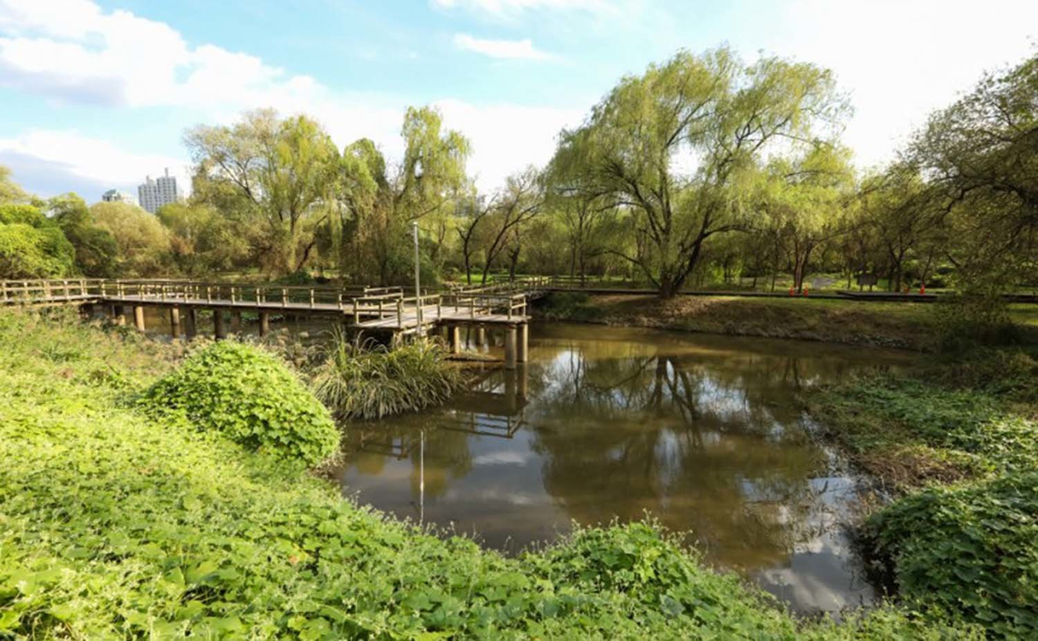 Wildlife returning to the urban ecosystem