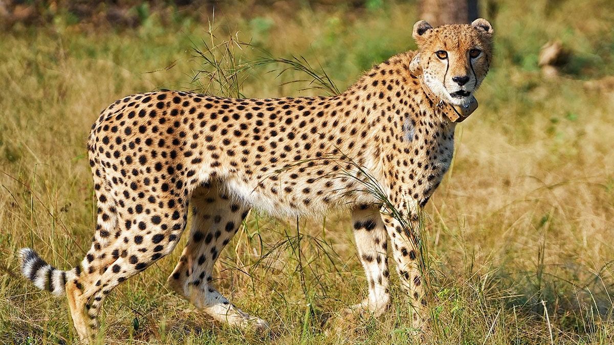 Female cheetah Radha being released at Gandhi Sagar Sanctuary