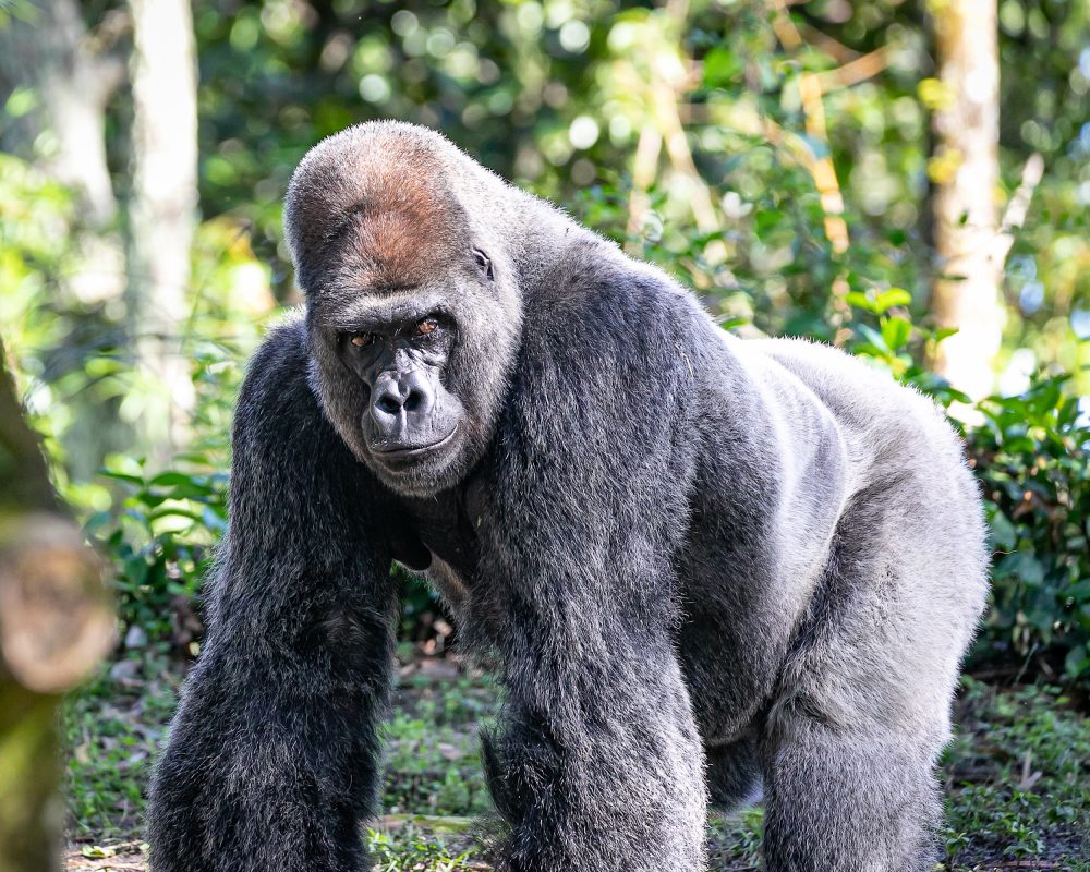 Inside 18 years of ape minds — a vast dataset now available to conservation researchers worldwide