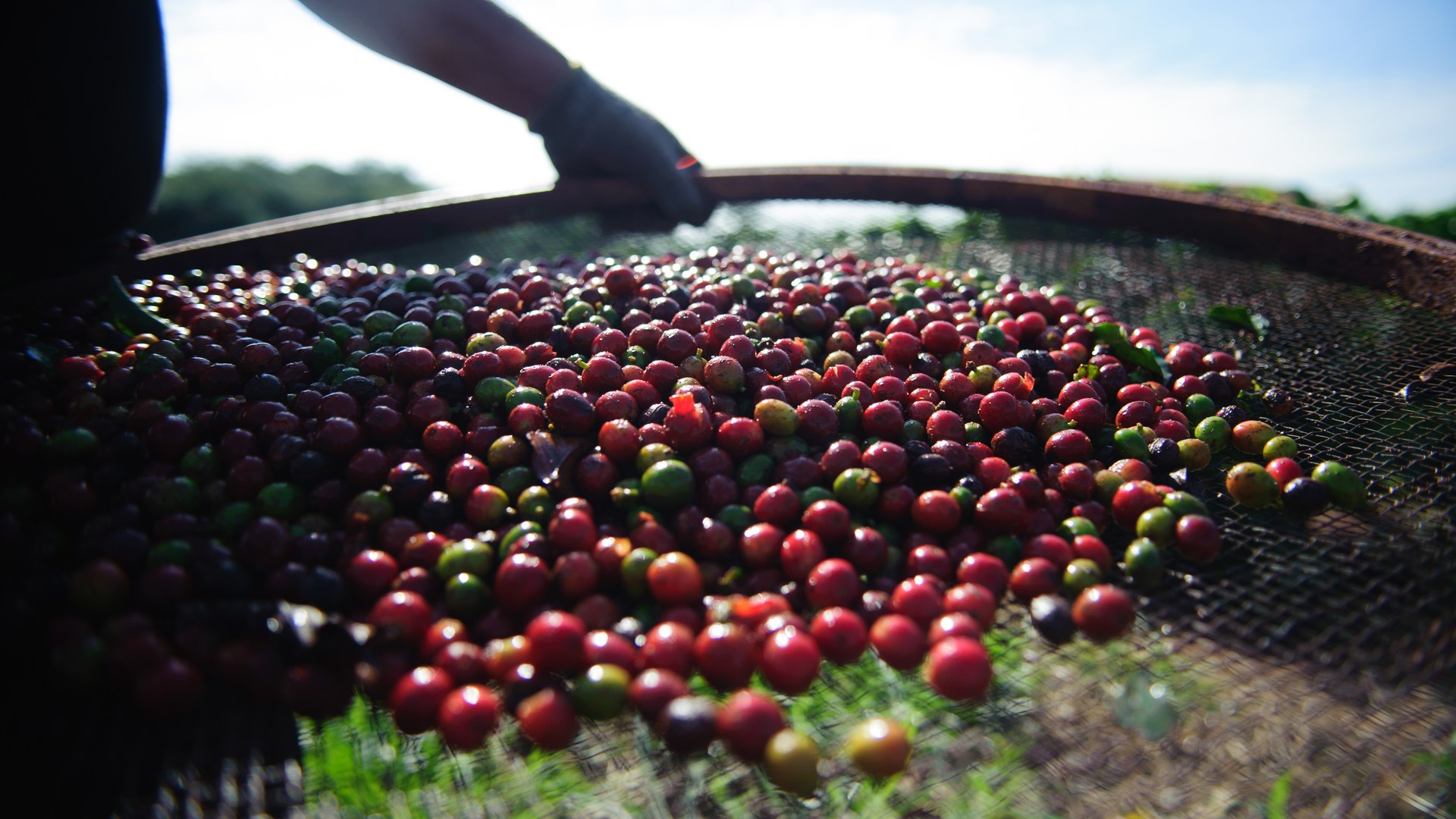 Conab coffee harvest estimate for Brazil