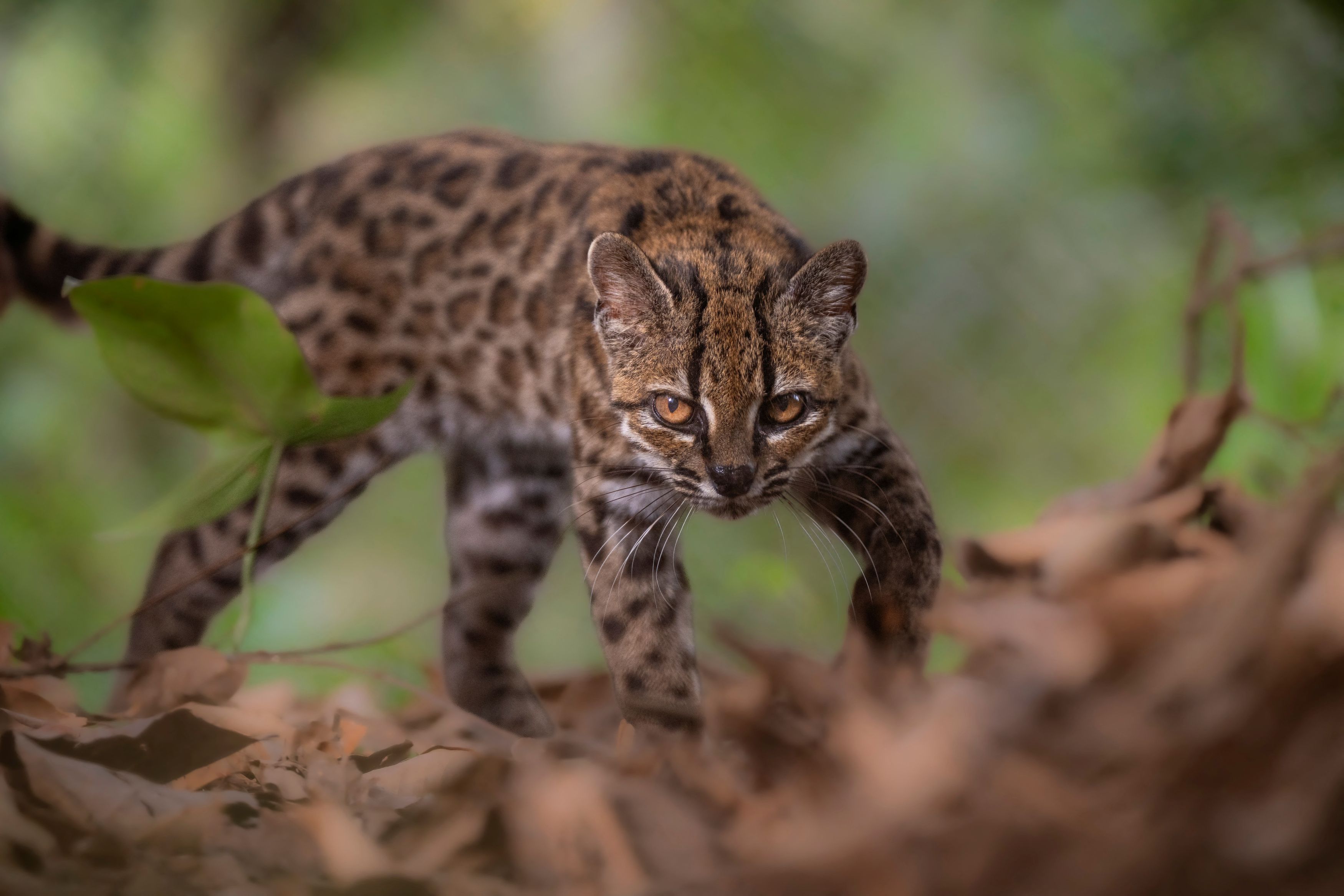 Leopardus tilcayo, the newly discovered wild cat species from Bolivia