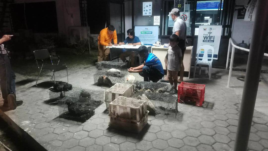 DENR seized illegally traded wildlife in the Philippines