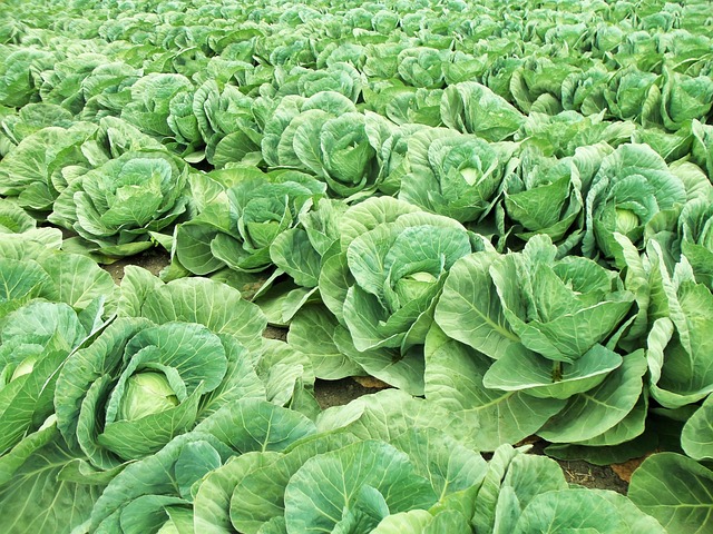 Napa cabbage and vegetables on display amid price rises