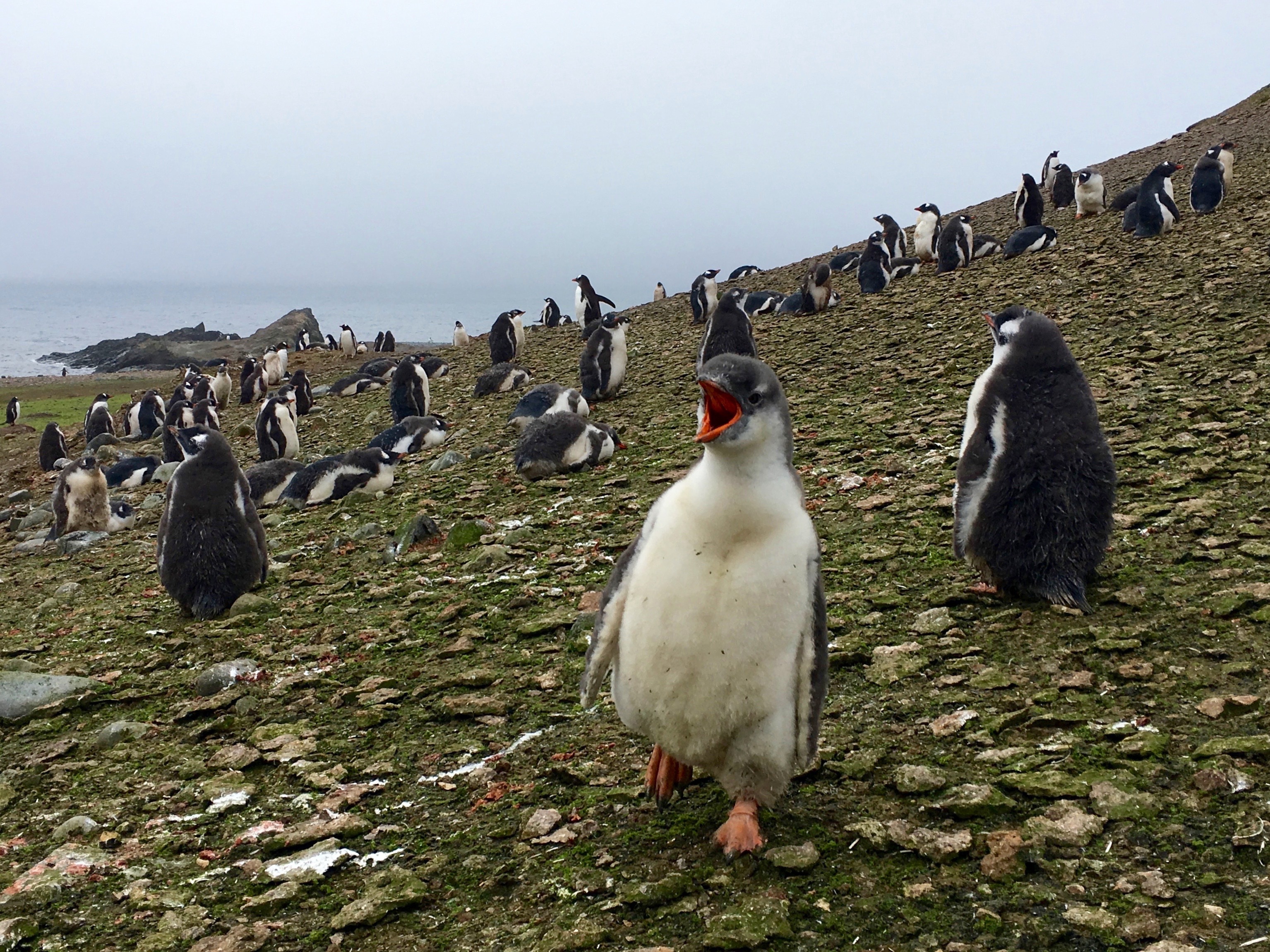 Chinstrap penguins on Zavodovski Island