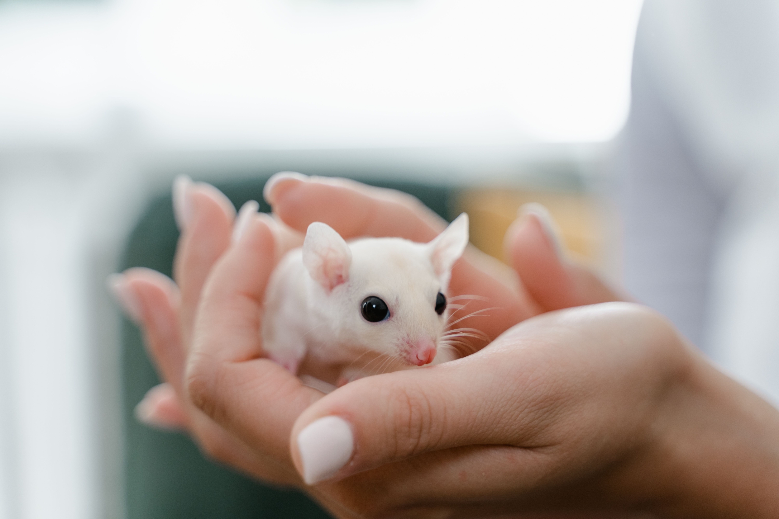 Image showing a white mouse being held gently, illustrating the subject of the chimeric brain research