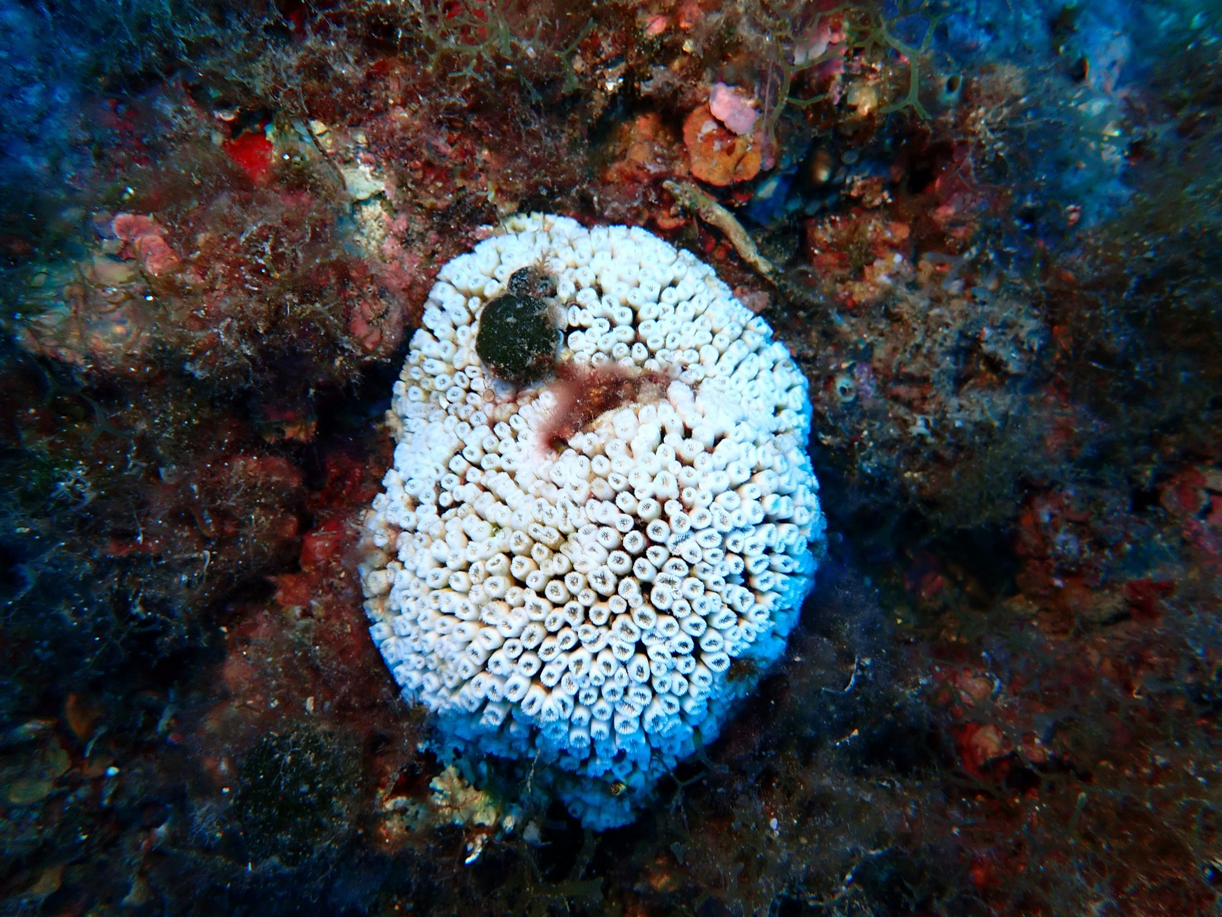 Coral reef bleaching recovery