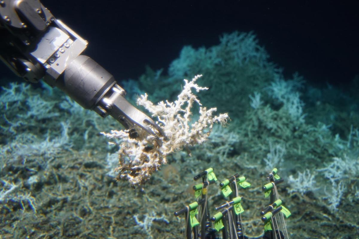Map of American Samoa and surrounding seabed areas targeted for mining