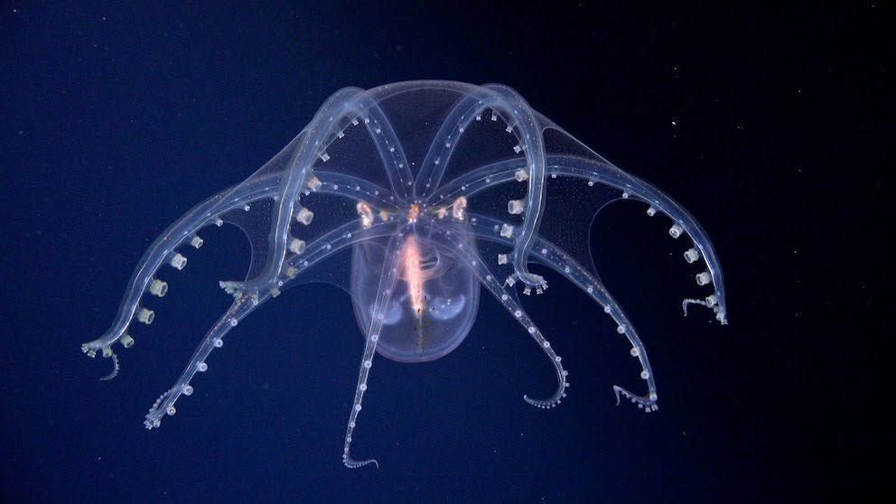 Deep-sea expedition reveals remarkable marine biodiversity