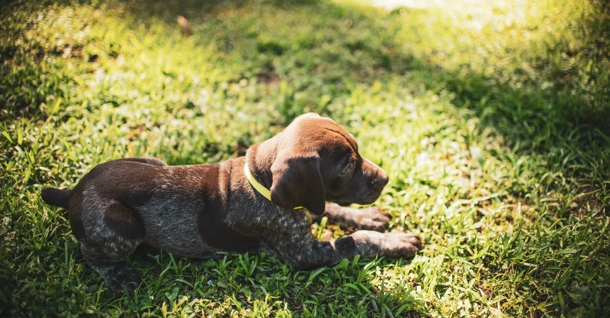 German Breeder Regulations