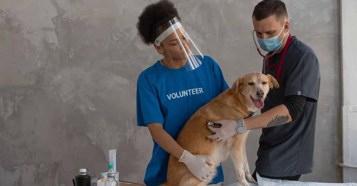 German guide to emergency veterinary surcharges under the GOT fee schedule