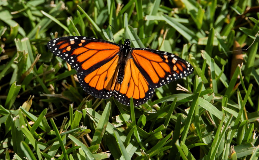 Endangered butterfly on flower