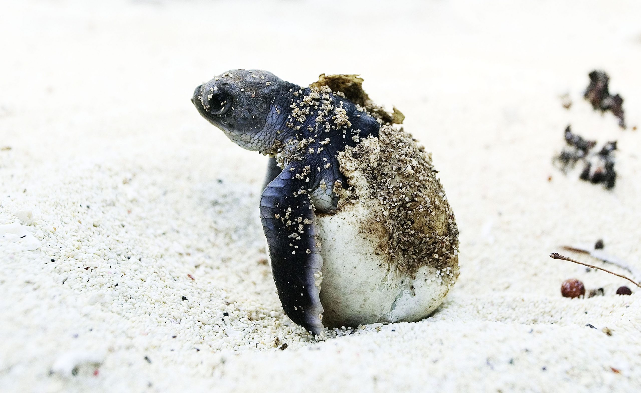 WWF Living Planet Report 2026