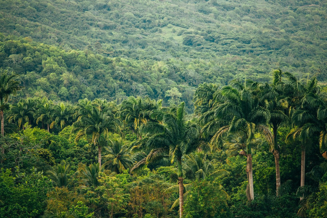 Tropical forest imagery illustrating EUDR deforestation concerns