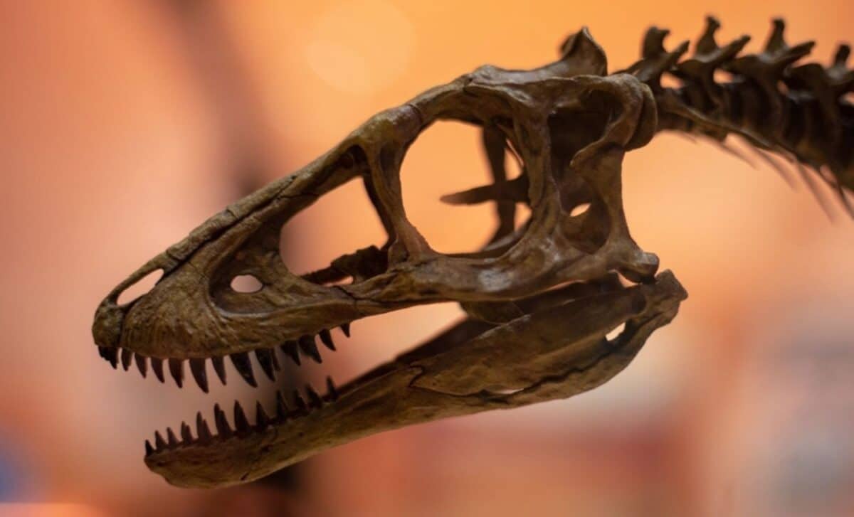 London museum skeleton under study