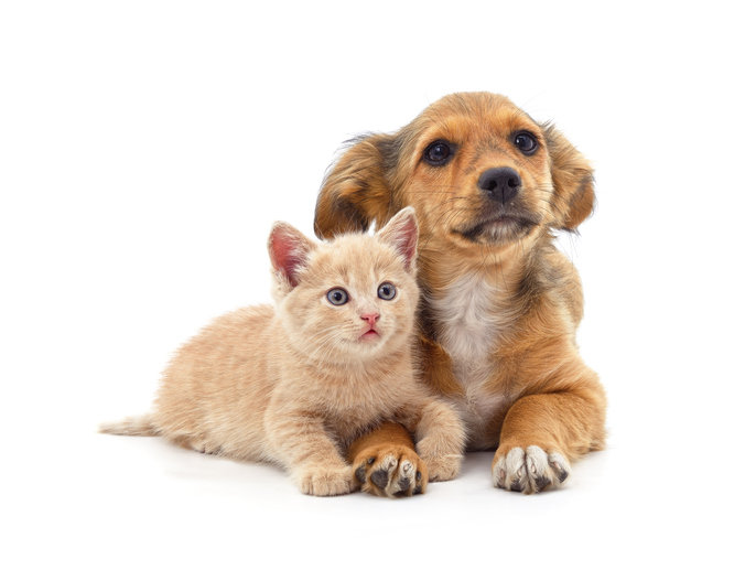 Image from Dong-A Ilbo report on the rise of pet cats in East Asia