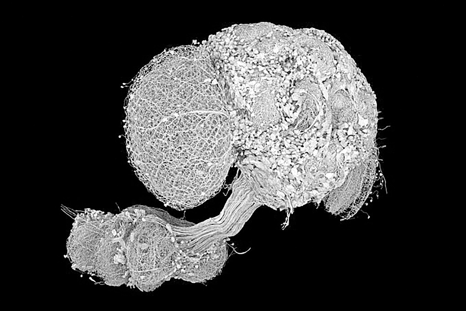 Drosophila Connectome Visualization