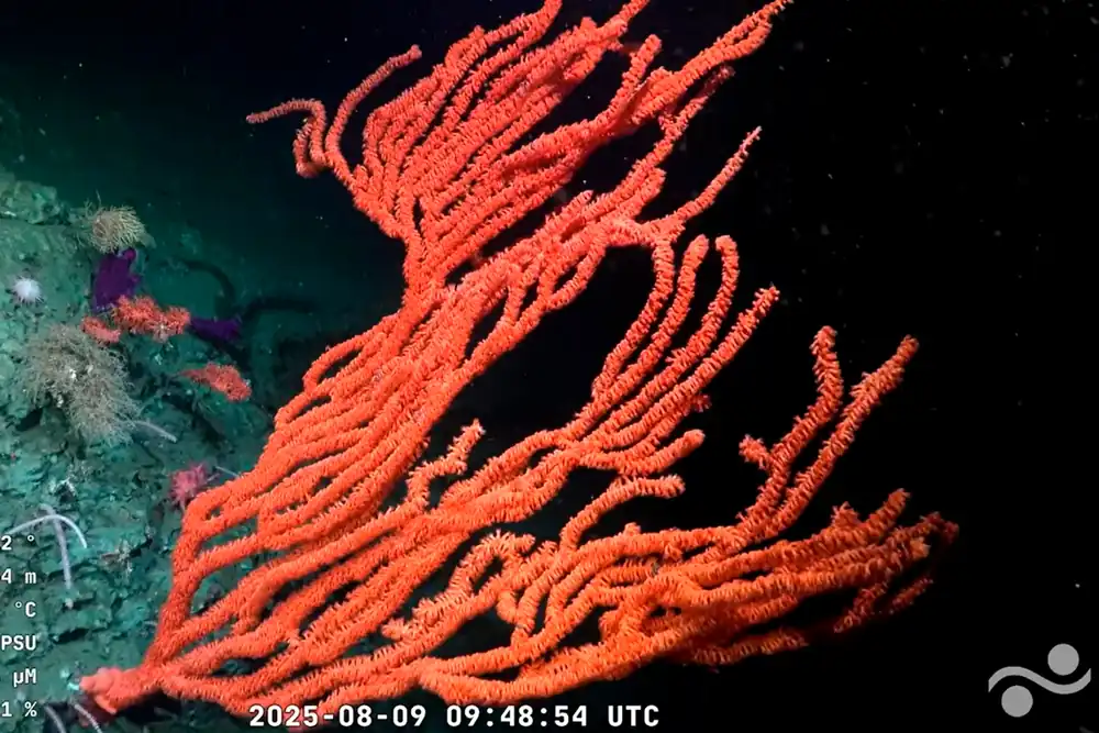 Octocoral species recently discovered in Argentina's deep-sea canyons